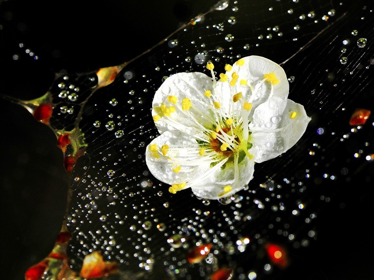 清華梅花